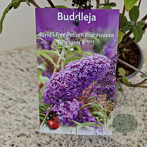 Buddleja Free Petite Blue Heaven 25-30 cm 2,5L
