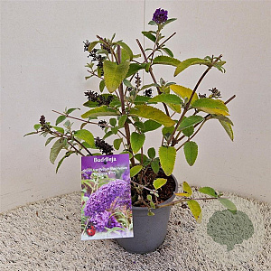 Buddleja Free Petite Blue Heaven 25-30 cm 2,5L