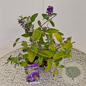 Buddleja Free Petite Blue Heaven 25-30 cm 2,5L
