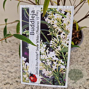 Buddleja Free Petite Snow White 25-30 cm 2,5L