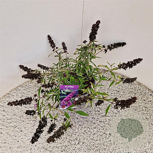 Buddleja Free Petite Tutti Fruitti 25-30 cm 2,5L