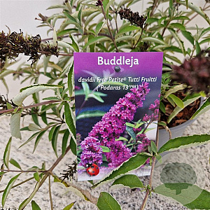 Buddleja Free Petite Tutti Fruitti 25-30 cm 2,5L