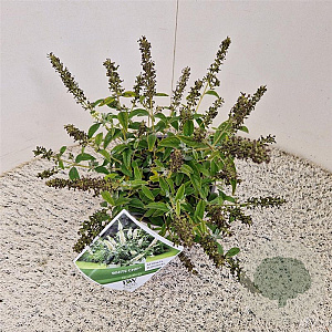 Buddleja White Chip 25-30 cm 3,0L