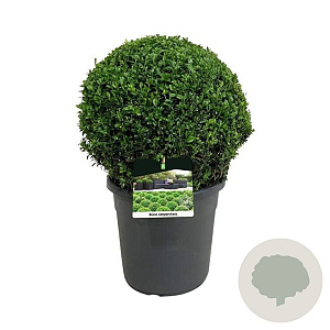 Buxus sempervirens 40 cm 12L bol