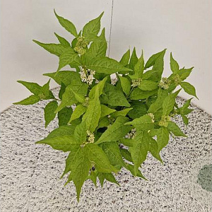 Callicarpa bod. Magical Snow Queen 30-40 cm 2,5L