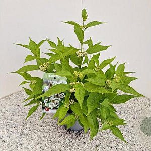 Callicarpa bod. Magical Snow Queen 30-40 cm 2,5L