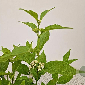 Callicarpa bod. Magical Snow Queen 30-40 cm 2,5L