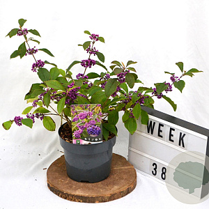 Callicarpa bod. 'Profusion' 40-60 cm 3,0L