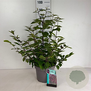 Callicarpa bod. 'Profusion' 60-80 cm 10L