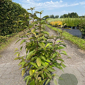 Callicarpa bod. 'Profusion' 60-80 cm 10L