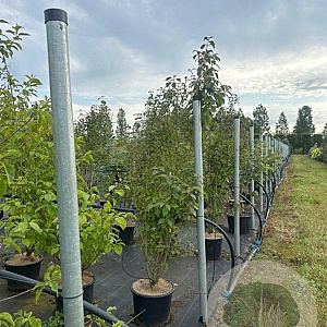 Callicarpa bod. 'Profusion' 125-150 cm 20L
