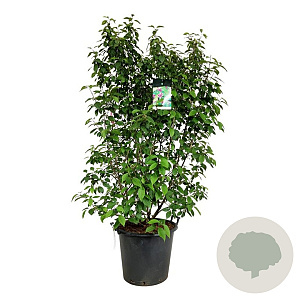 Callicarpa bod. 'Profusion' 150-175 cm cont. 55L extra