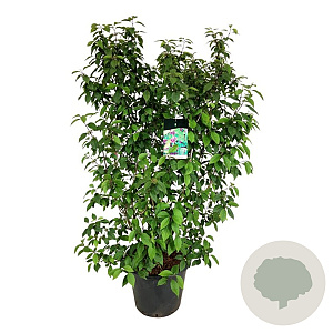 Callicarpa bod. 'Profusion' 150-175 cm cont. 55L extra