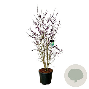 Callicarpa bod. 'Profusion' 150-175 cm cont. 55L extra