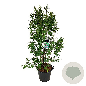 Callicarpa bod. 'Profusion' 170-200 cm cont. 55L extra