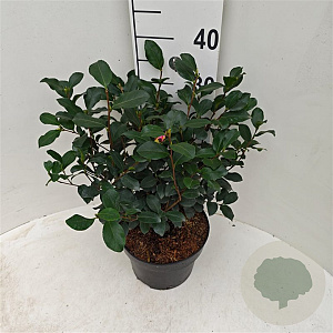 Camellia sas. 'Cleopatra' 50-60 cm 5,0L