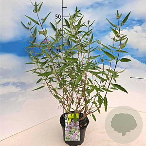 Caryopteris cland. 'Heavenly Blue' 40-50 cm 2,0L