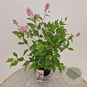 Ceanothus pallidus 'Marie Simon' 40-45 cm 2,5L