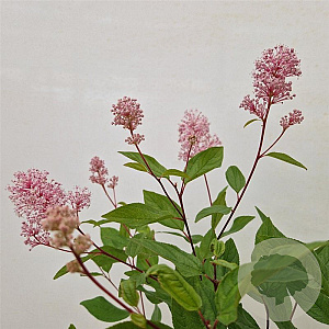 Ceanothus pallidus 'Marie Simon' 40-45 cm 2,5L