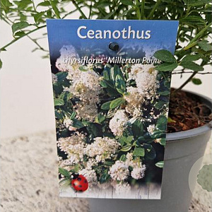 Ceanothus thyr. 'Millerton Point' 30-40 cm 2,5L