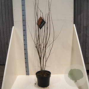 Cercidiphyllum japonicum 125-150 cm 10L meerstammig