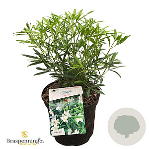 Choisya 'Aztec Pearl' 30-40 cm 5,0L struik