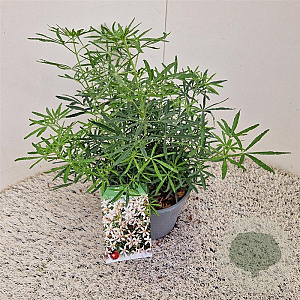 Choisya t. White Dazzler 25-30 cm 2,5L