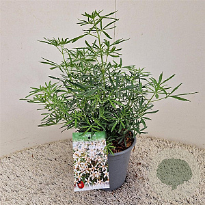 Choisya t. White Dazzler 25-30 cm 2,5L