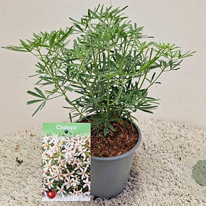 Choisya t. White Dazzler 25-30 cm 2,5L