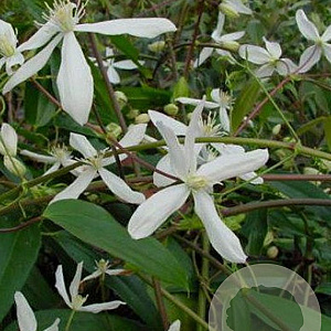Clematis arm. 'Snowdrift' 70-75 cm rozenpot 2L