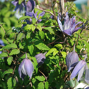 Clematis 'Georg' 80-100 cm rozenpot 2L