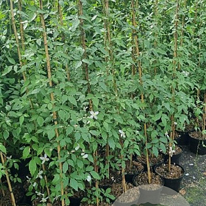 Clematis mont. rubens 150-175 cm 5,0L