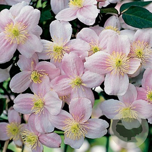 Clematis 'Pink Perfection' 80-100 cm rozenpot 2L