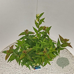 Diervilla sessilif. 'Butterfly' 40-45 cm 2,5L