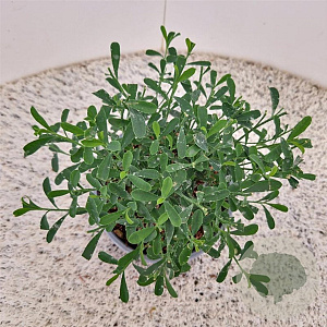 Eriostemon myoporoides 25-30 cm 2,5L