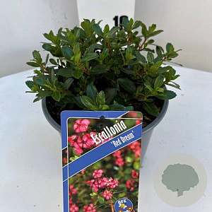 Escallonia 'Red Dream' 20-25 cm 2,0L