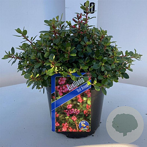 Escallonia 'Red Dream' 20-25 cm 2,0L