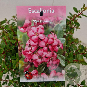 Escallonia 'Red Dream' 25-30 cm 2,5L