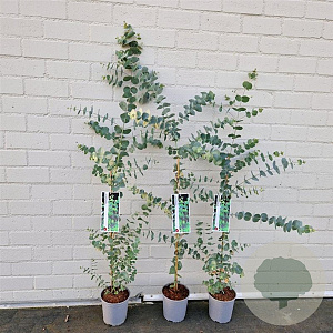 Eucalyptus gunnii 70-75 cm 2,5L
