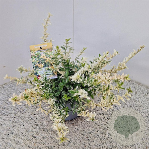 Euonymus fort. 'Harlequin' 30-35 cm 2,5L