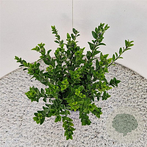 Euonymus jap. 'Green Spire' 35-40 cm 2,5L