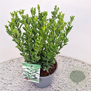 Euonymus jap. 'Green Spire' 35-40 cm 2,5L
