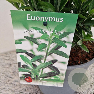 Euonymus jap. 'Green Spire' 35-40 cm 2,5L