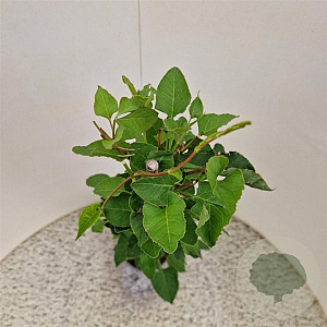 Fallopia baldschuanica 70-80 cm 2,5L