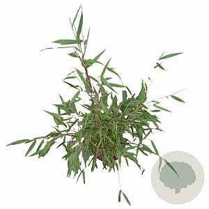 Fargesia scabrida 'Asian Wonder' 50-60 cm 5,0L