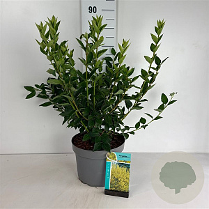 Forsythia 'Goldrausch' 50-60 cm 10L