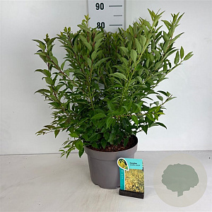 Forsythia int. 'Lynwood' 60-80 cm 10L