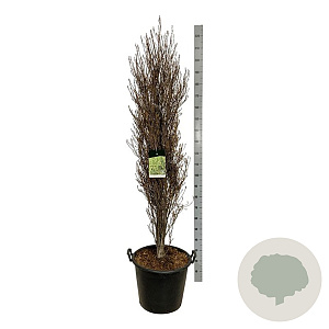 Frangula alnus Fine Line 125-150 cm cont. 55L extra
