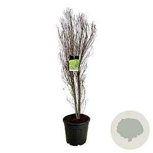 Frangula alnus Fine Line 150-175 cm 30L extra