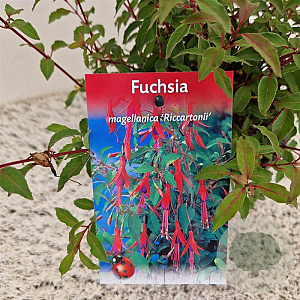 Fuchsia 'Riccartonii' 30-35 cm 2,5L